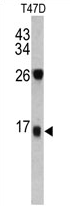 AP17270PU-N - Dermcidin