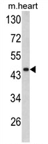 AP17272PU-N - Decorin