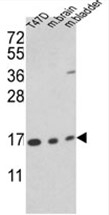 AP17657PU-N - Cyclophilin A