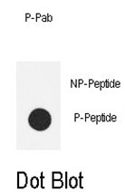 AP17636PU-N - NOS3
