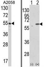 AP17627PU-N - PDIA3