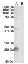 AP09594PU-N - KLK6 / Kallikrein-6