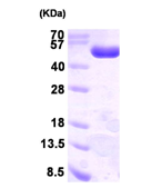 AR09403PU-L - PGD / PGDH