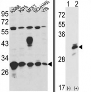 AP17343PU-N - ERP29