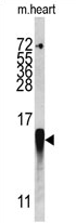 AP17354PU-N - FABP3