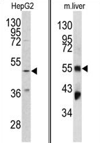 AP17368PU-N - Fibrinogen gamma chain