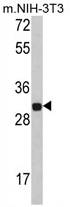 AP17369PU-N - FHL1