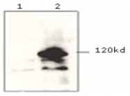 AM09145PU-N - Pk (V5) Epitope Tag (GKPIPNPLLGLDST)