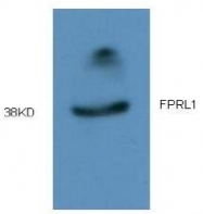 AM09317PU-N - FPR2 / FPRL1