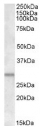 AP09631PU-N - ATF5