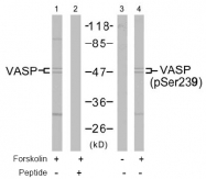 AP02440PU-S - VASP