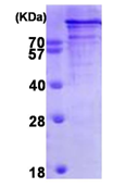 AR09423PU-L - Chromogranin B