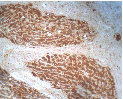 AP05261PU-N - SPARC / Osteonectin