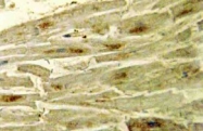 AP06693PU-N - GATA4