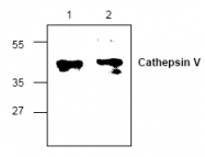 AP00344PU-N - Cathepsin L2
