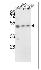 AP17628PU-N - PDIA6 / P5