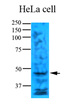 AM09355PU-N - Thymidylate synthase (TS)