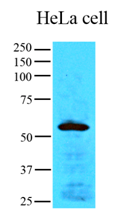 AM09354PU-N - EGLN1 / PHD2