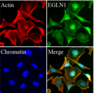 AM09354PU-N - EGLN1 / PHD2