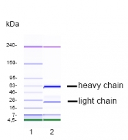 DM1220 - Chromogranin A