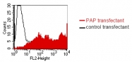 DM1223 - ACPP / Prostatic acid phosphatase