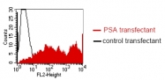 DM1225 - Kallikrein-3 / PSA / KLK3