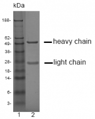 DM1225 - Kallikrein-3 / PSA / KLK3