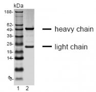 DM1227 - CD213a1 / IL13RA1