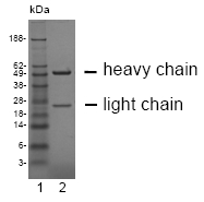 DM1230 - CEACAM19