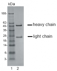 DM1232 - CD194 / CCR4