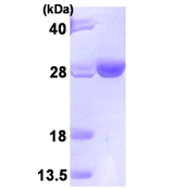 AR09429PU-L - UBE2T