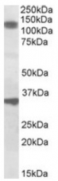 AP10048PU-N - Dixin