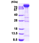 AR09446PU-L - PFKM