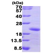 AR09458PU-L - GADD45A