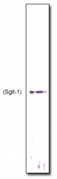 AP10317PU-N - SGLT1 / SLC5A1