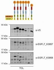 DP3521S - EGFL7