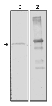 AM12119PU-N - Alpha-amylase 2A / AMY2A