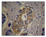 AM12120PU-N - C-Peptide