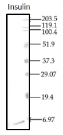 AM12123PU-N - Insulin