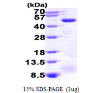 AR09540PU-L - ACADM