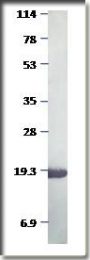 AP10163PU-N - Myoglobin