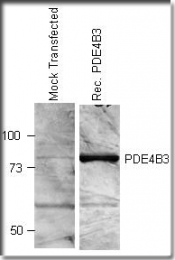 AP10225PU-N - PDE4B3