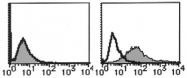 SM1190R - CD123 / IL3RA