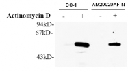 AM20020AF-N - TP53 / p53