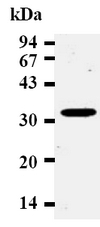 AM20022AF-N - Cyclin D2