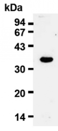 AM20023AF-N - Cyclin D2