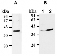 BM5021A - CDK6