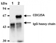 AM05219AF-N - CDC25A