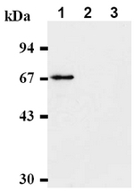 AM00536AF-N - CHK2