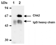 AM00536AF-N - CHK2